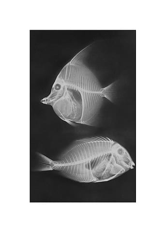 Animal X-ray