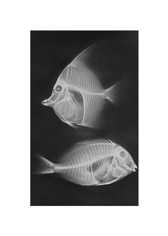 Animal X-ray