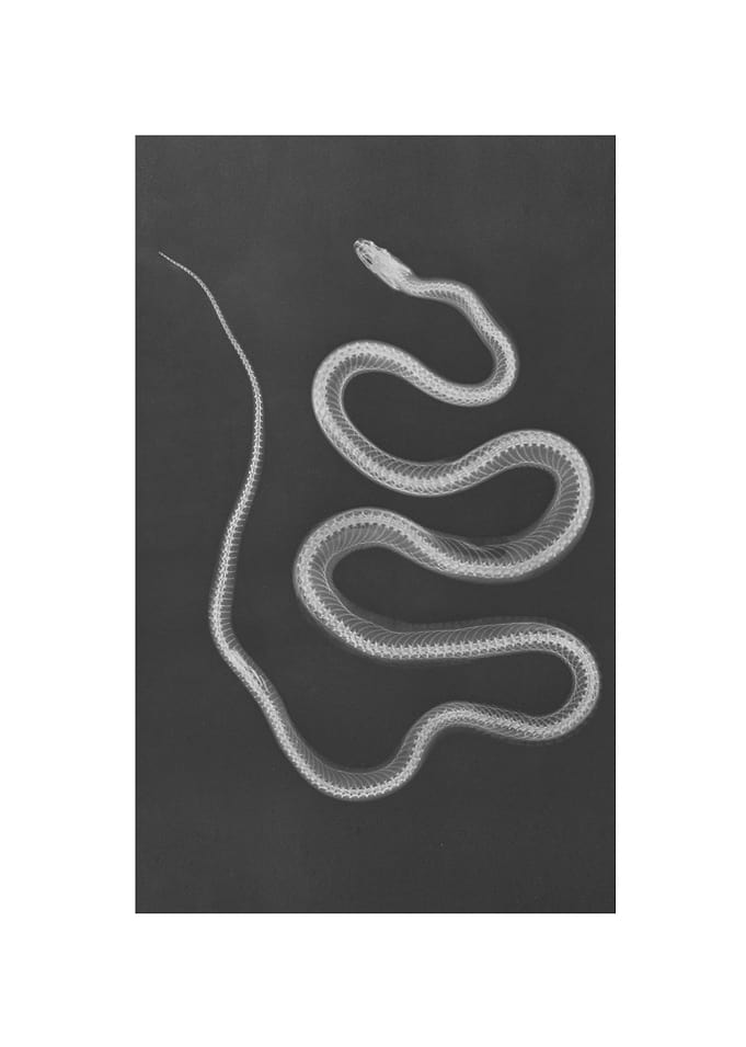 Animal X-ray