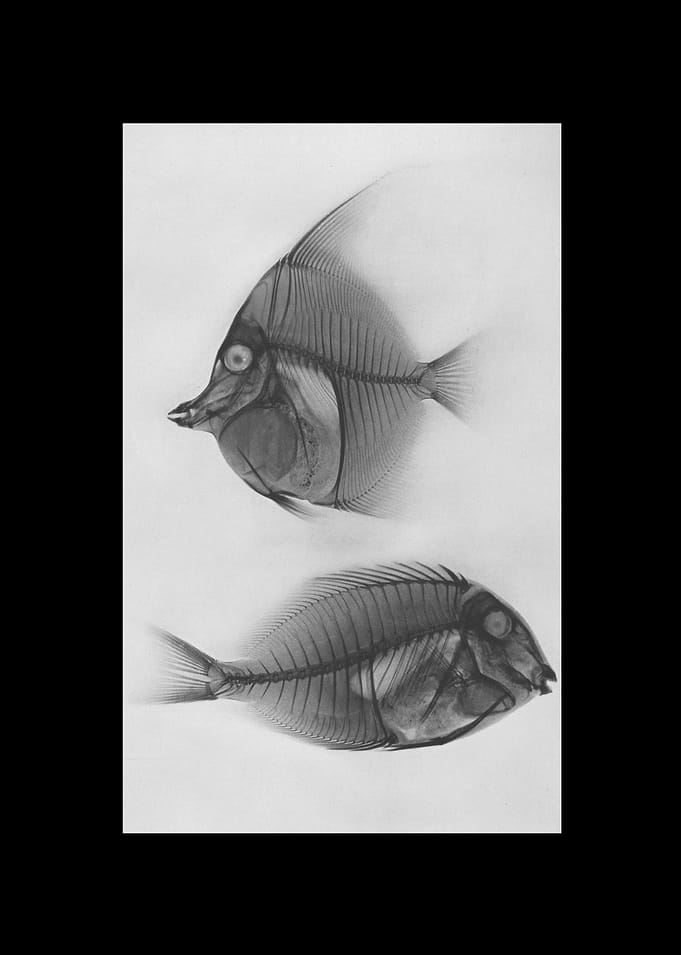 Animal X-ray
