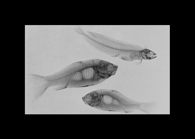 Animal X-ray