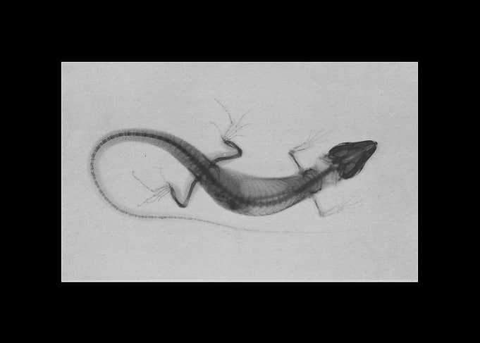 Animal X-ray