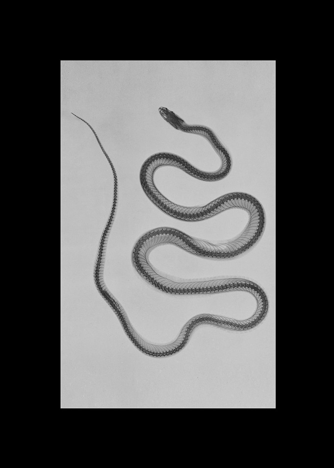 Animal X-ray