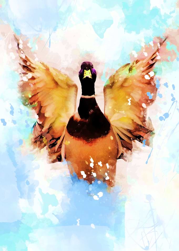 Duck