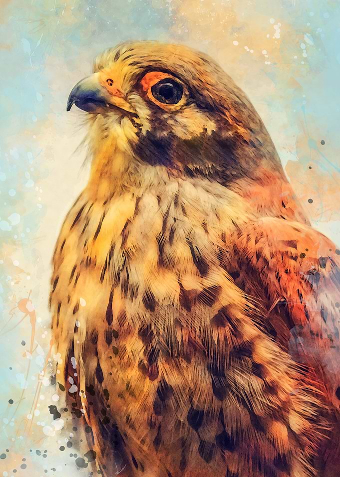 Kestrel