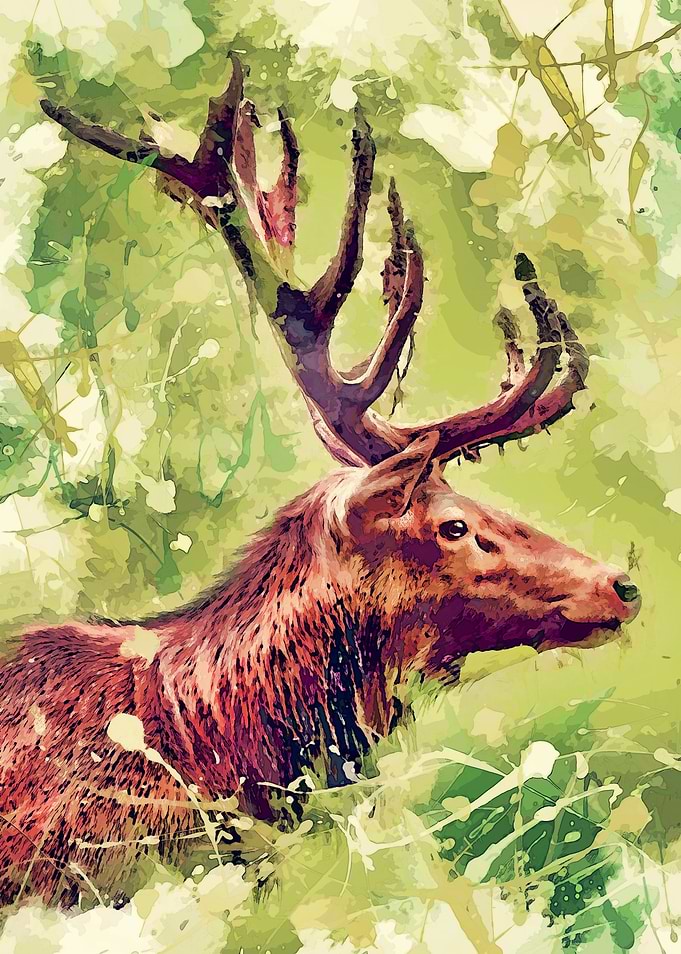 Deer