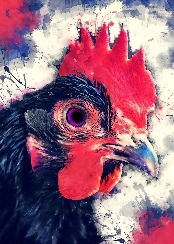 Rooster