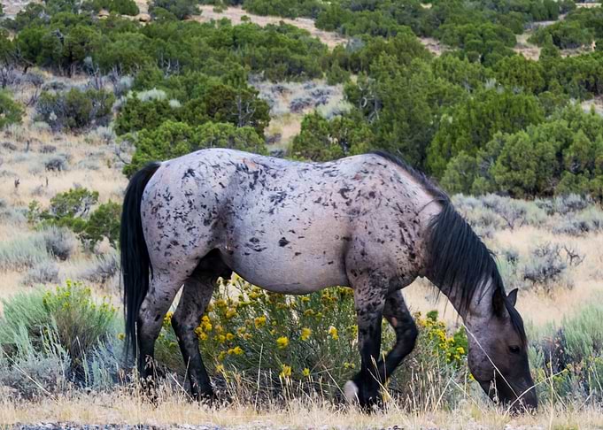 Wild Stallion