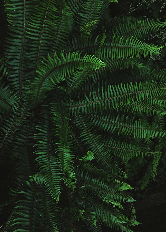 Beautiful Northwest Ferns