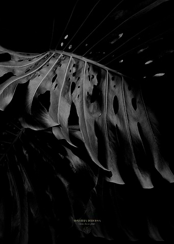 Monstera