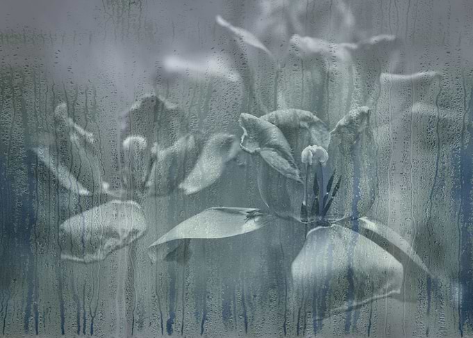 Lilies