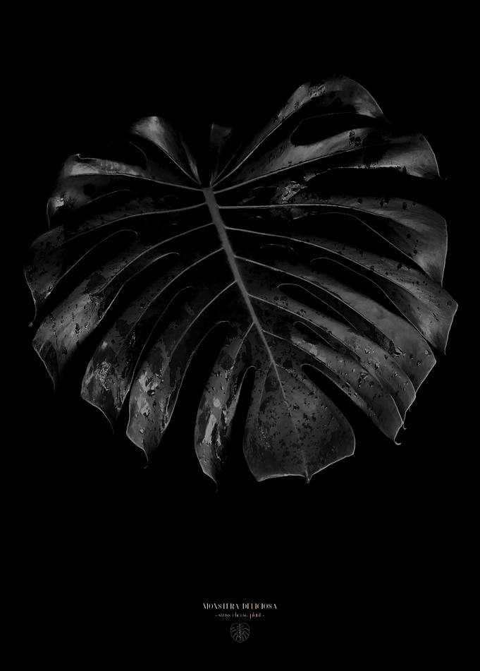 Monstera Deliciosa