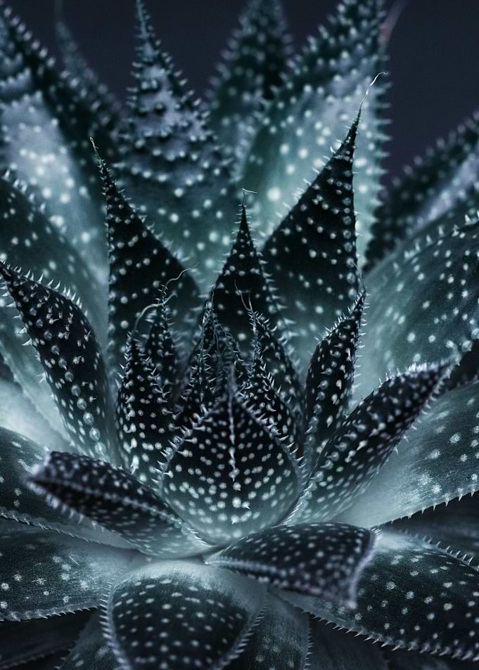 DARK PLANTS 3 - SUCCULENT 1