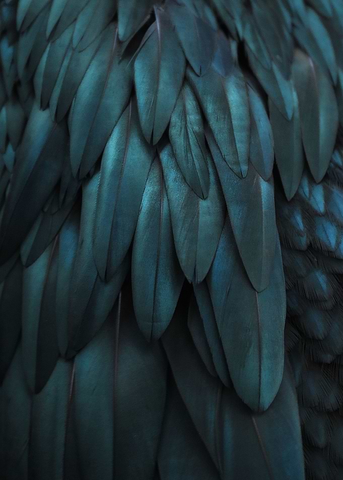 DARK FEATHERS by Monika Strigel