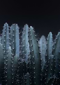 DARK PLANTS - CACTUS 2 by Monika Strigel