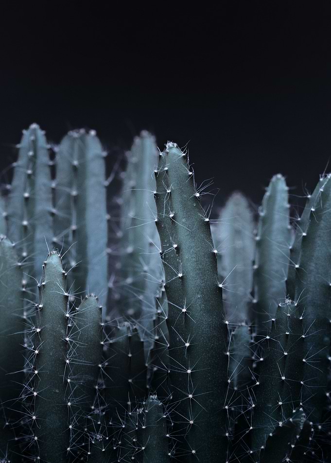 DARK PLANTS - CACTUS 2 by Monika Strigel