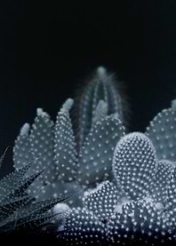 DARK PLANTS - CACTUS 1 by Monika Strigel