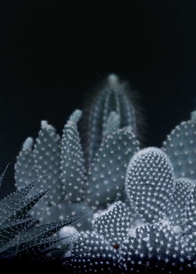 DARK PLANTS - CACTUS 1 by Monika Strigel