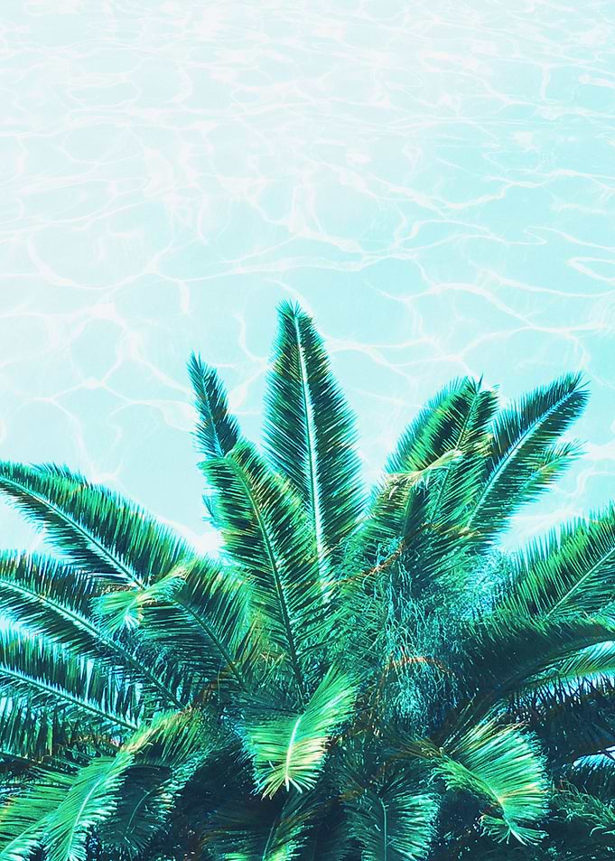 Palm Chill