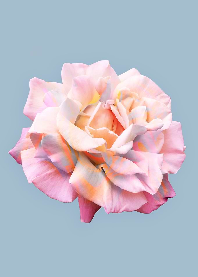 La Vie en Rose