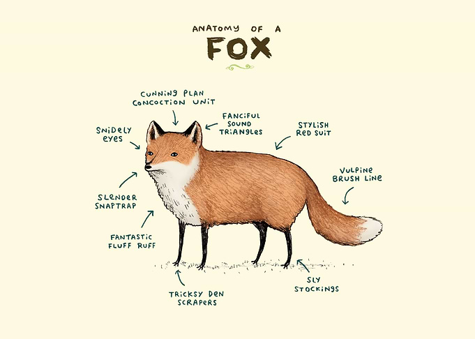 Anatomy of a Fox