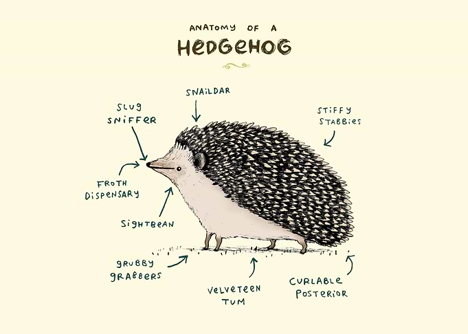 Anatomy of a Hedgehog