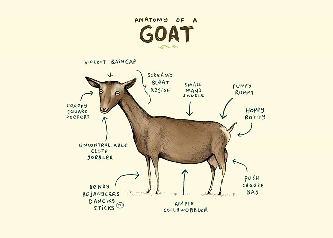 Anatomy of a Goat