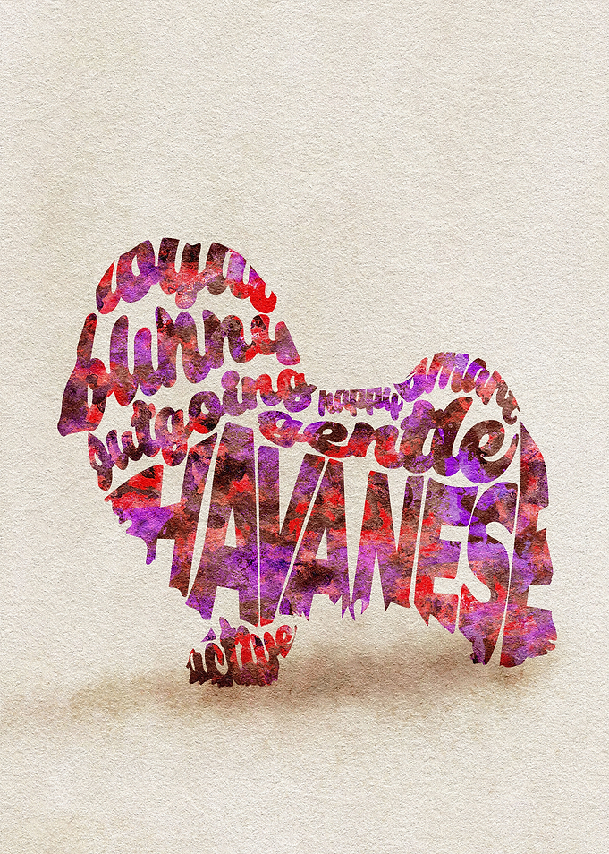 Havanese Dog Typography