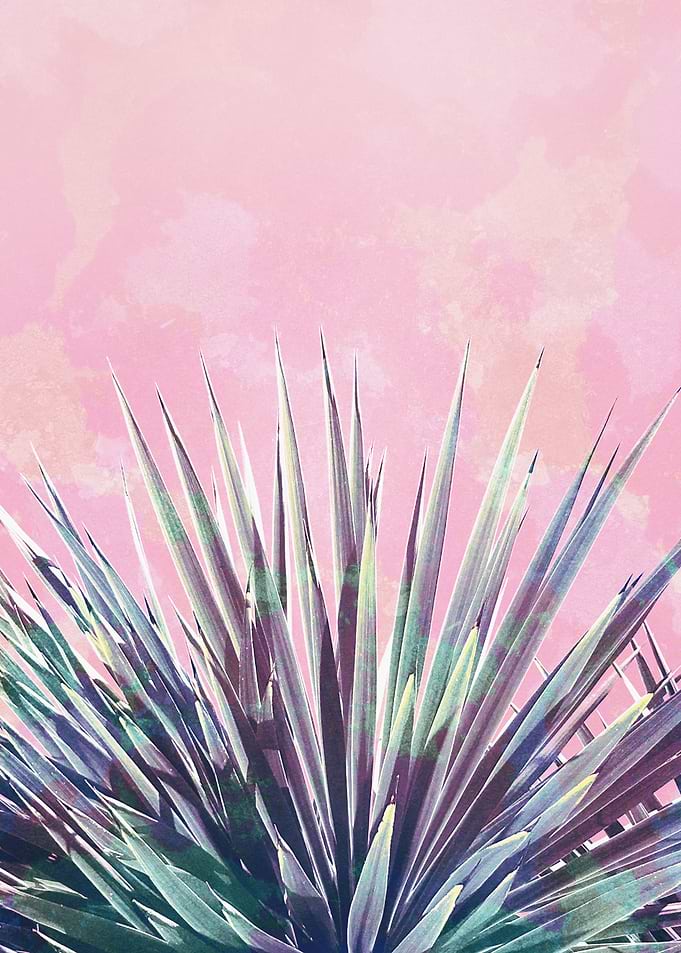 Solar Yucca on Pink