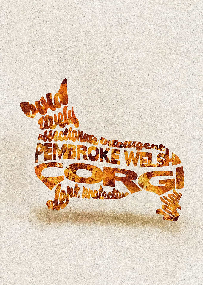Pembroke Welsh Corgi Dog