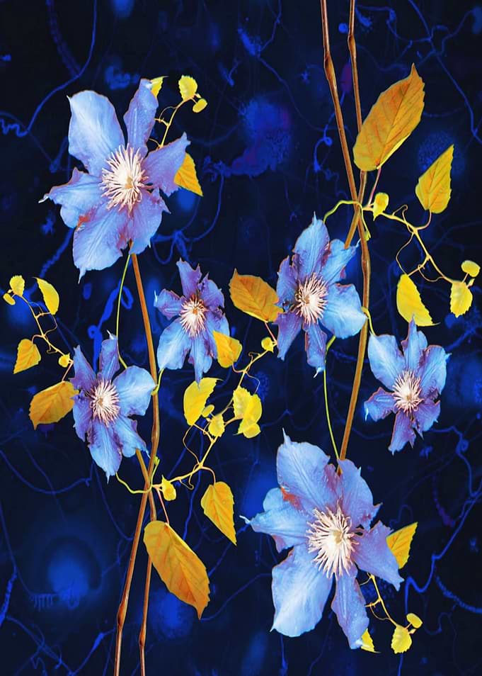 clematis