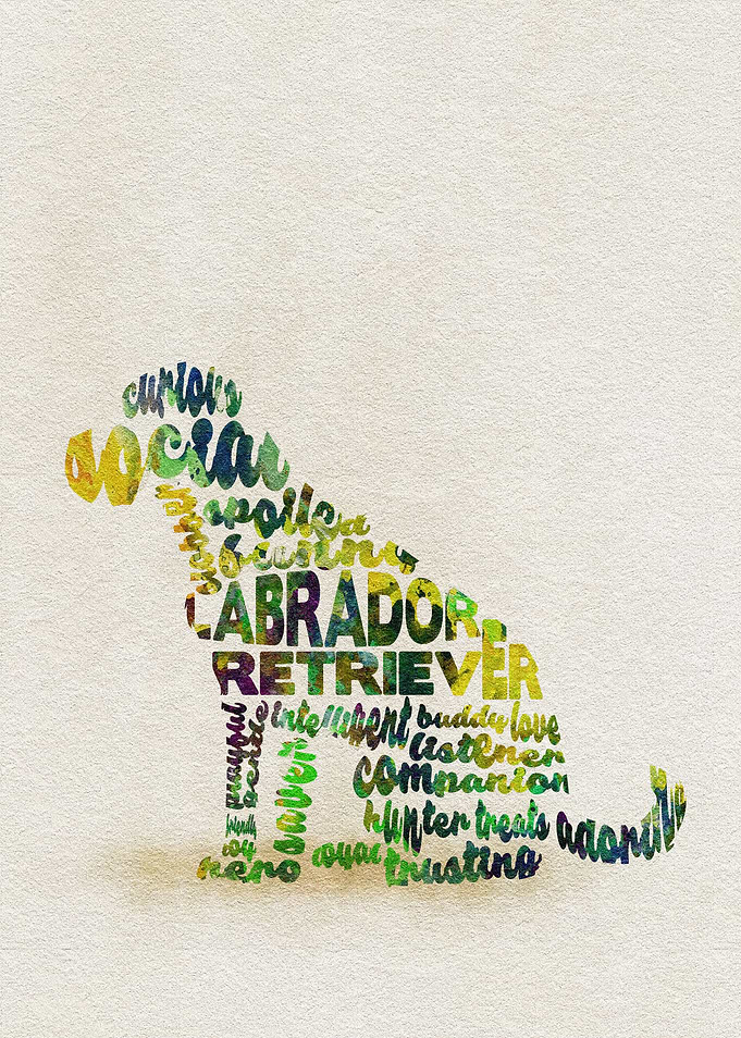 Labrador Retriever Dog