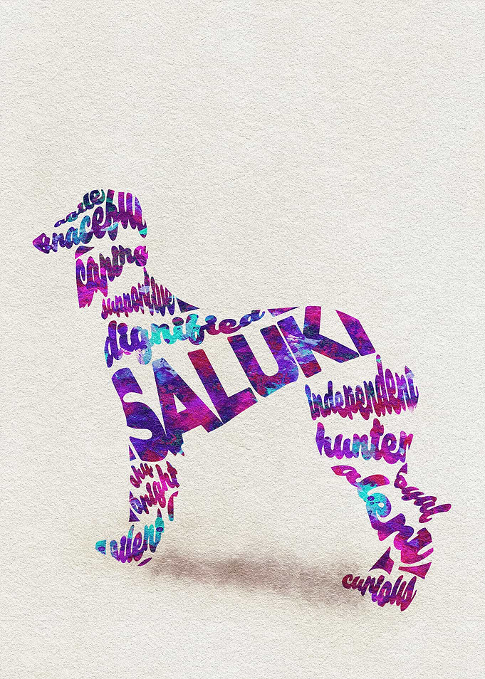 Saluki - Persian Greyhound
