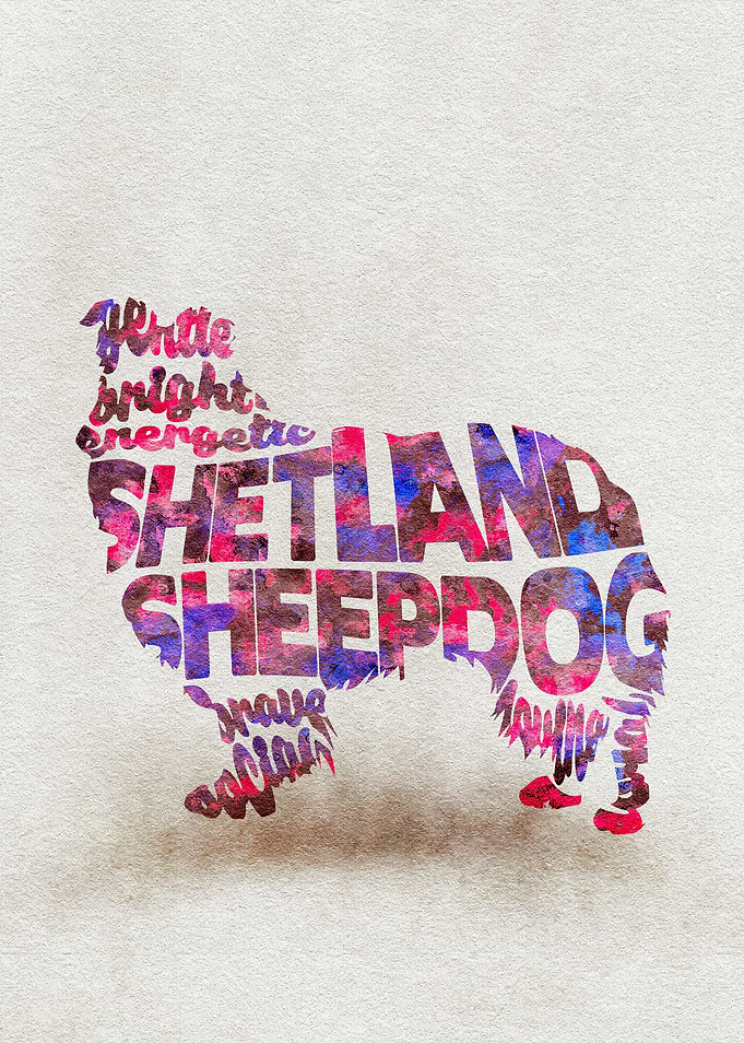 Shetland Sheepdog Sheltie