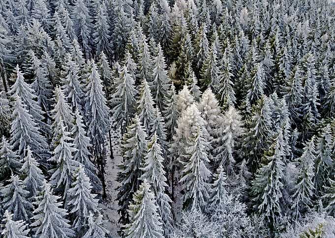 Winter Wood