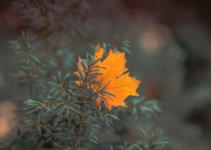 the autumn season has begun