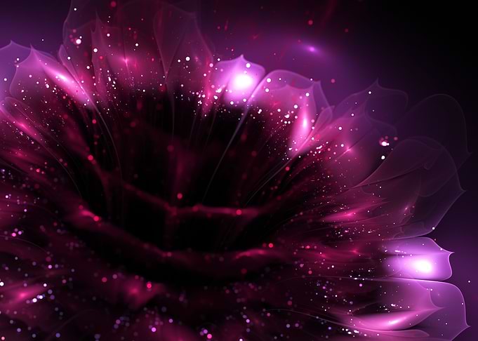 Pink Shining Dahlia Flower