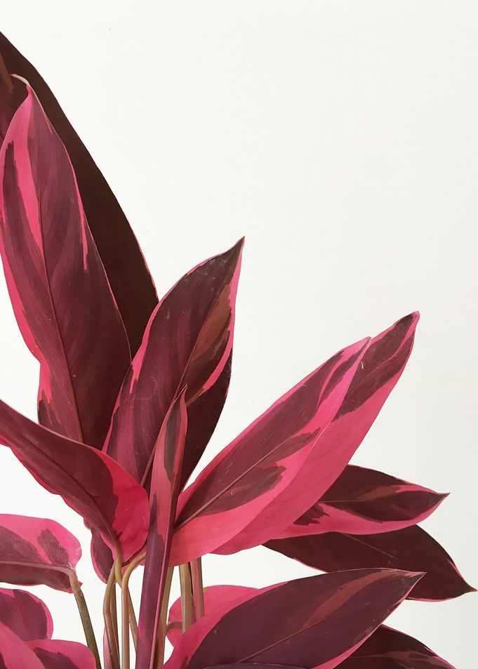 Red Leaves II