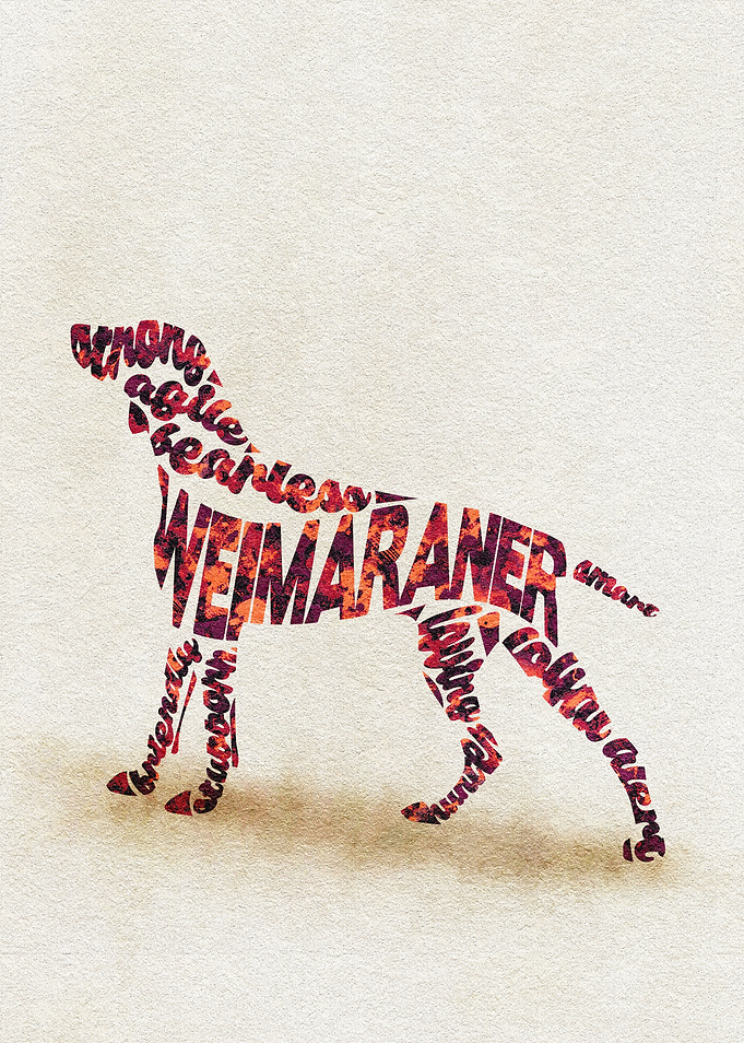 Weimaraner Vorstehhund Dog