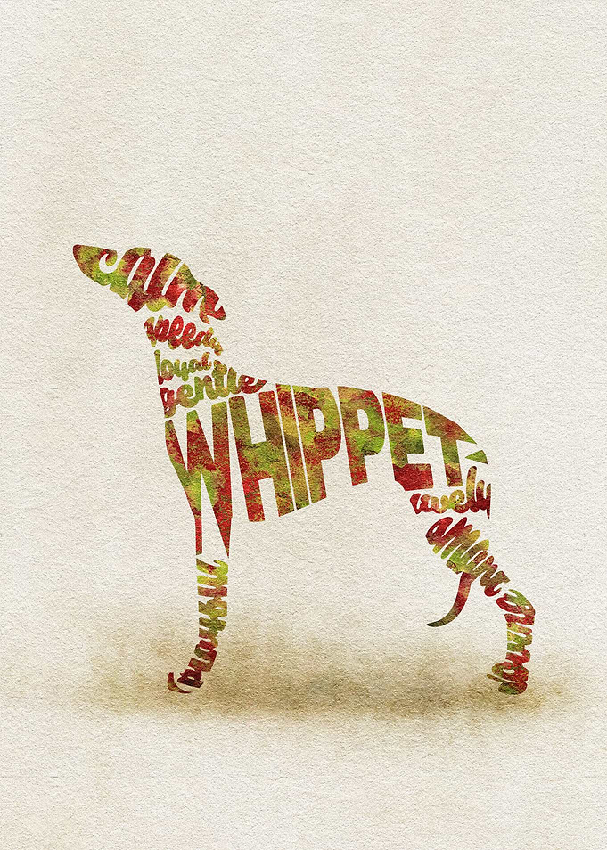 English Whippet - Snap Dog