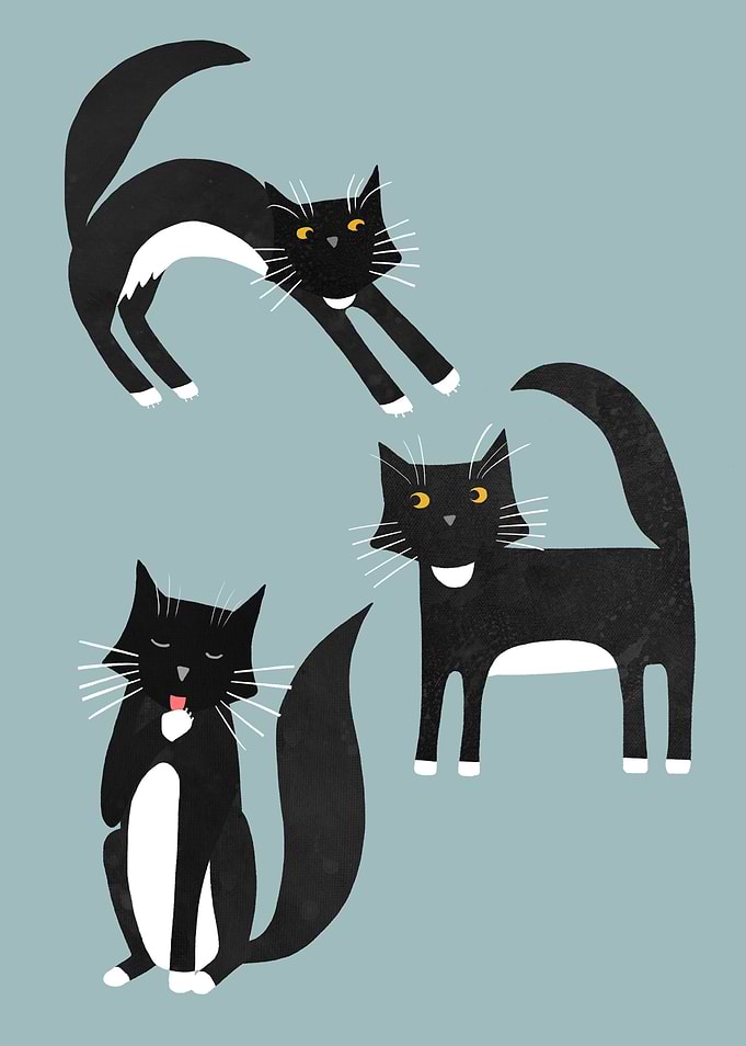 Tuxedo Cats Doing Yoga