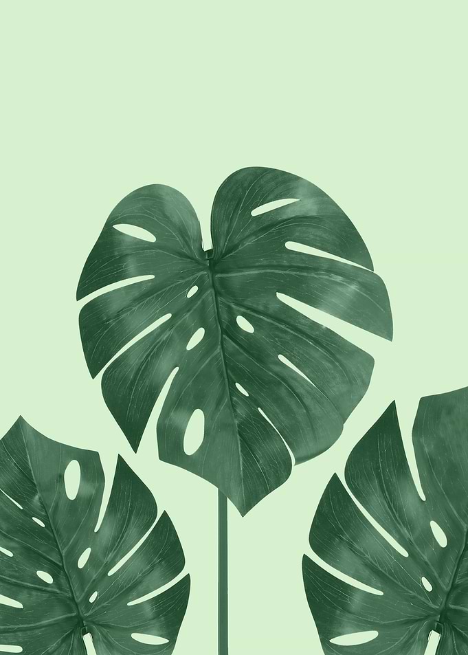 Monstera the nature series