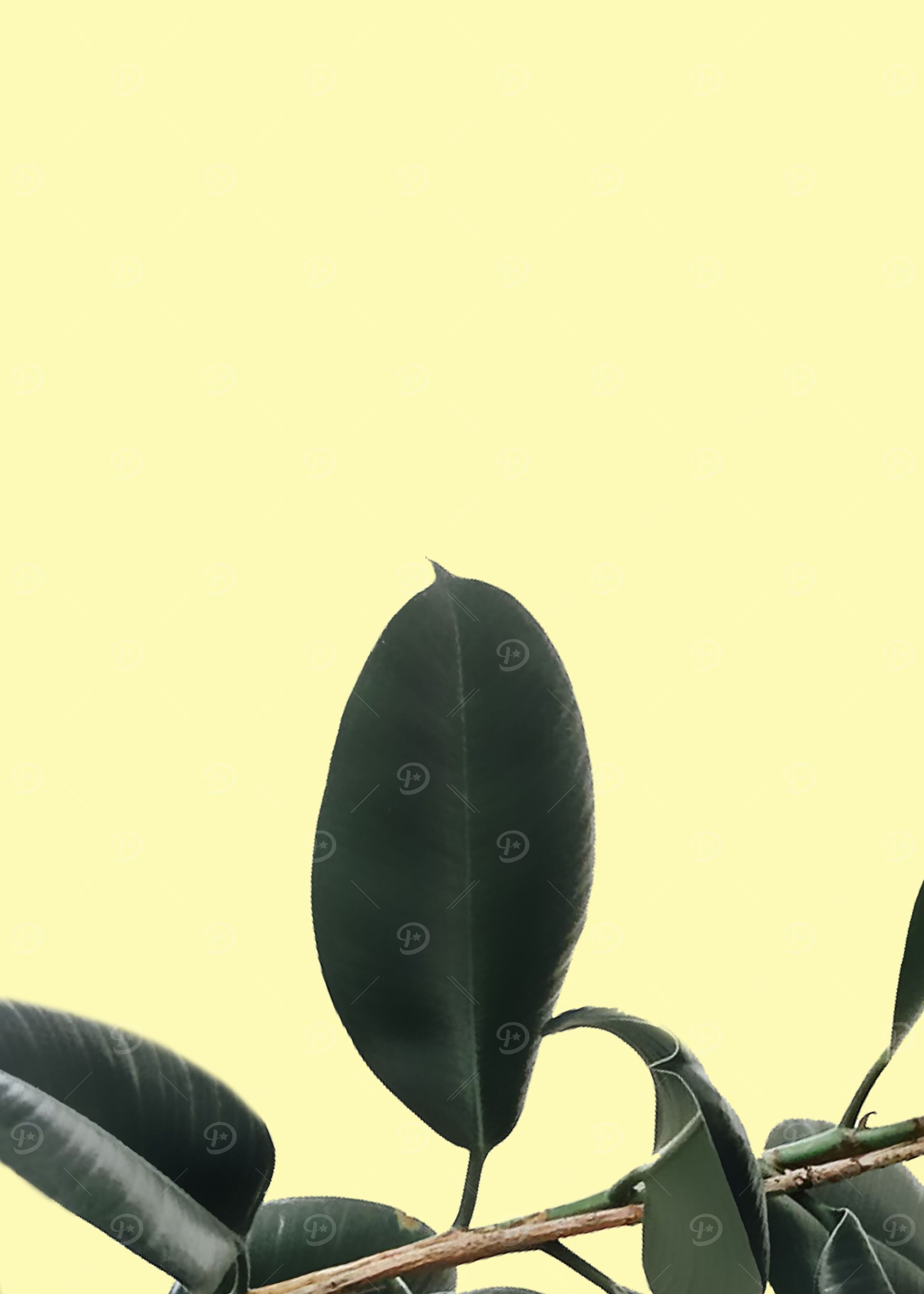ficus elastica the nature series