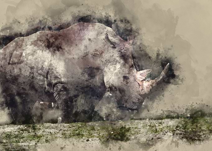 watercolor / Rhino / paint