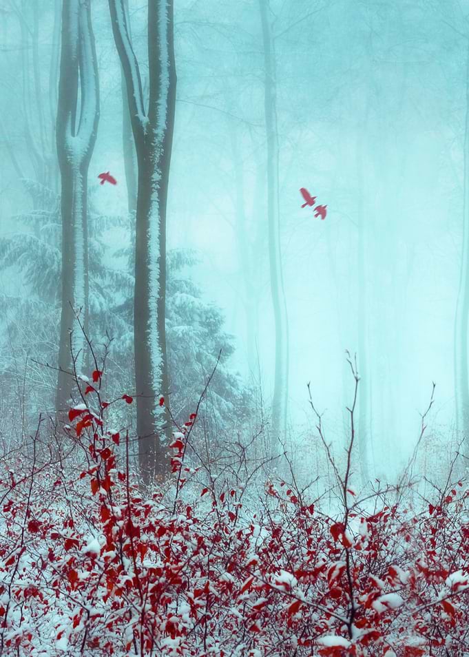 everything and more - moody forest in Winter
