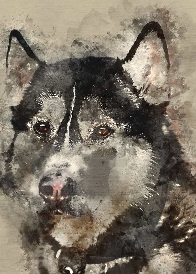 watercolor / wolf / paint