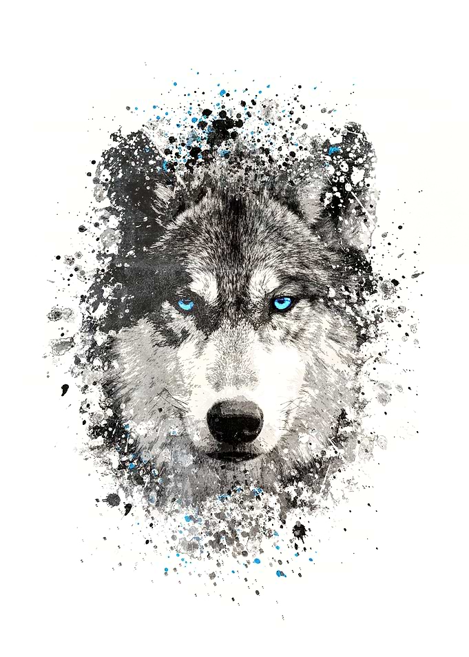 Wolf with blue eyes