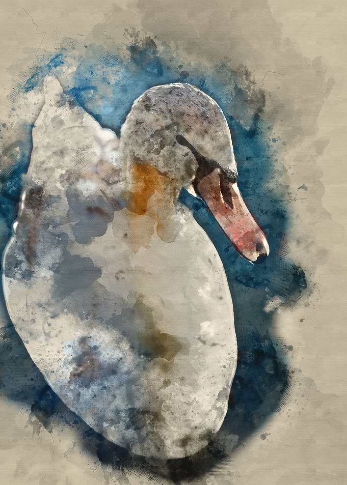 watercolor / duck / paint