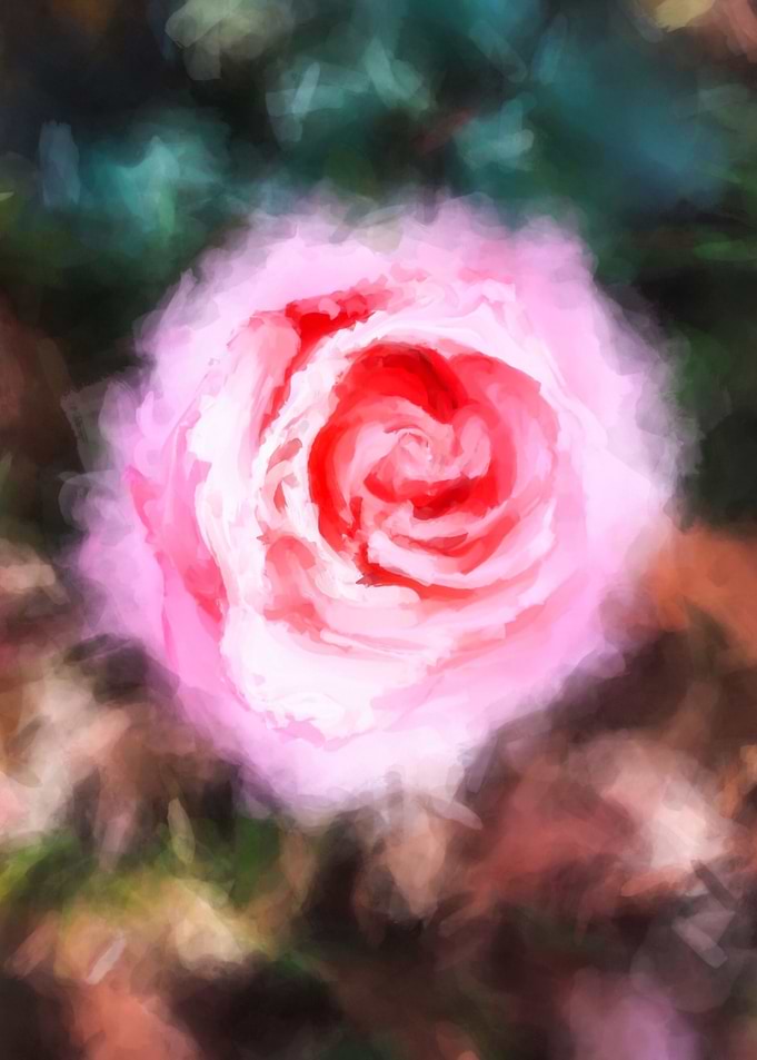 pink rose