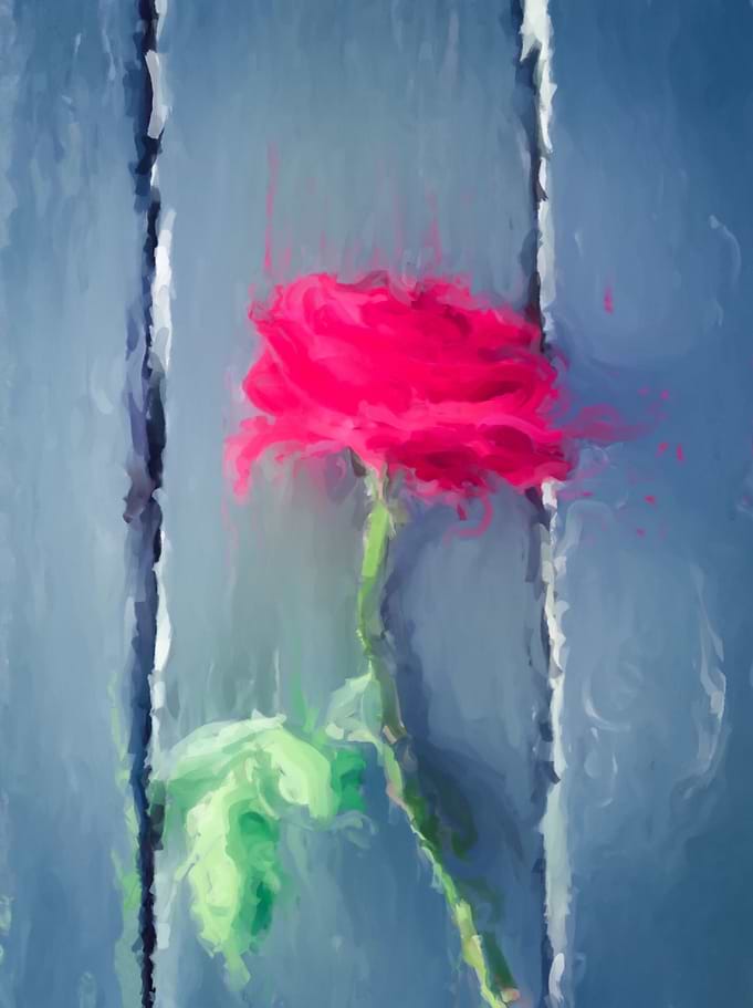 red rose with wood background